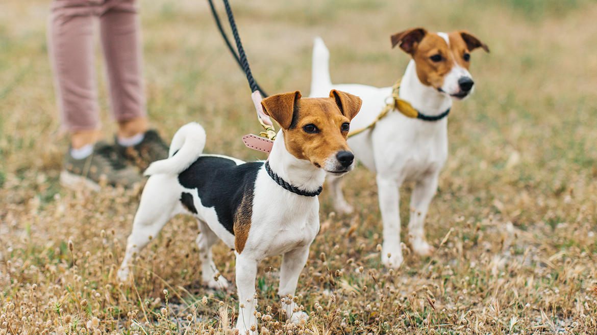 Activități de toamnă pentru tine și câinele tău