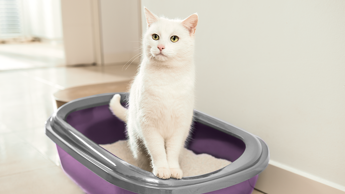 Așternut curat, pisică fericită! Sfaturi pentru o litieră igienică