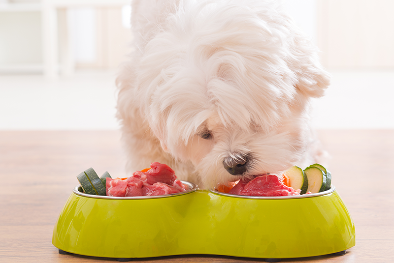 Hrana fără cereale pentru câini