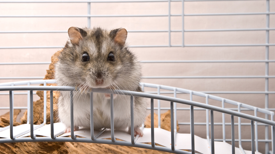 Ce echipament este necesar pentru casa hamsterului nostru?