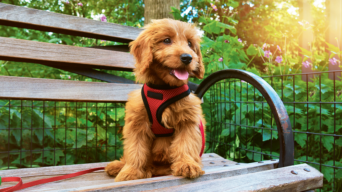 Grijă la caniculă: protejează-ți animăluțul pe timpul verii