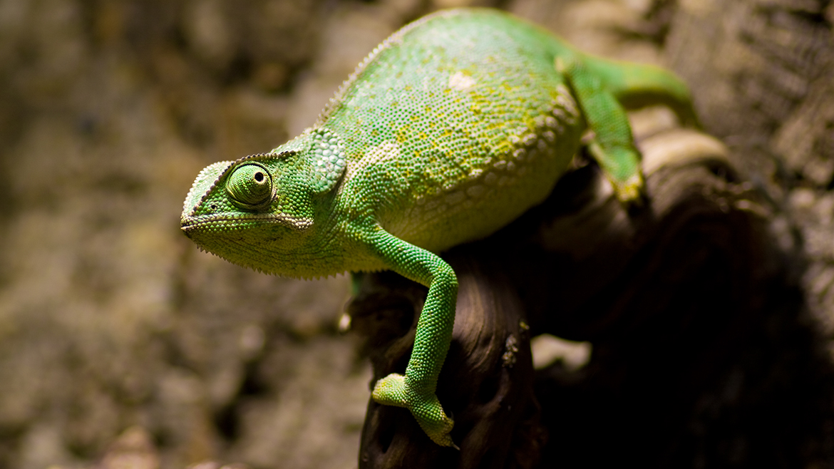 Reptile și paraziți externi