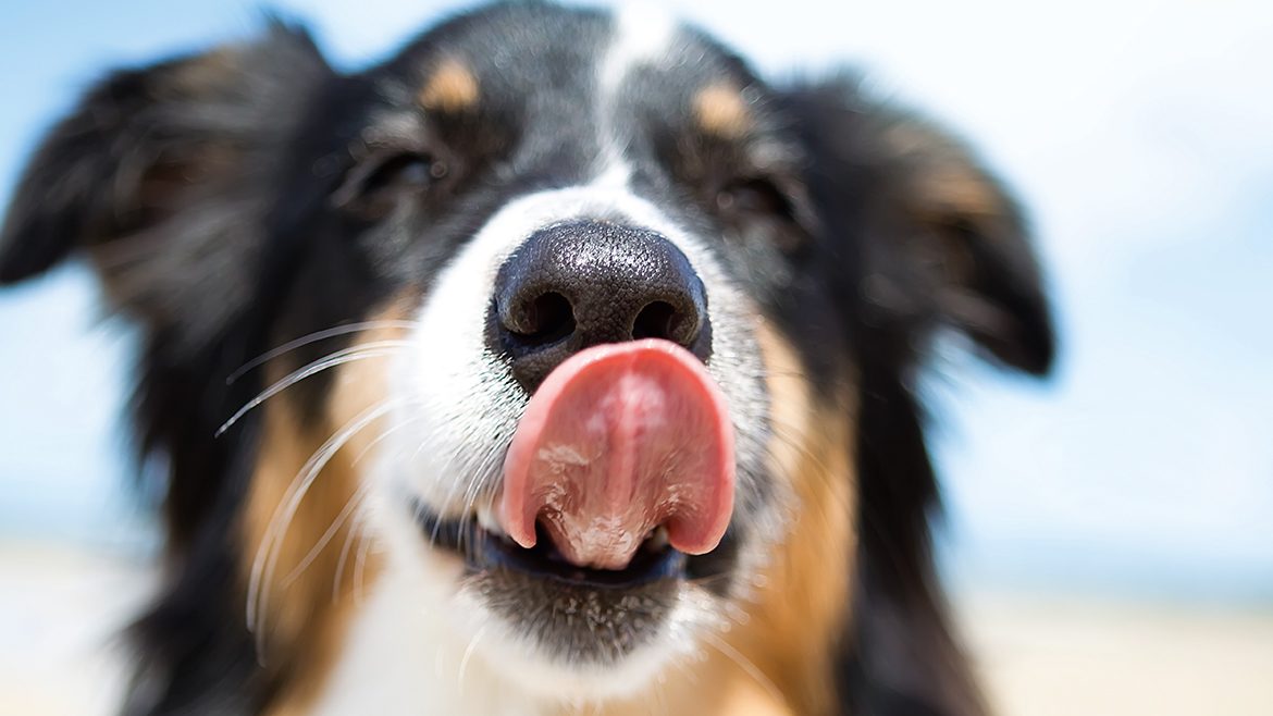 Gustări răcoritoare pentru câinele tău