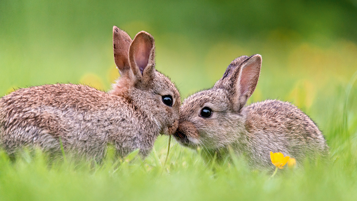 Sfaturi răcoritoare pentru iepuri
