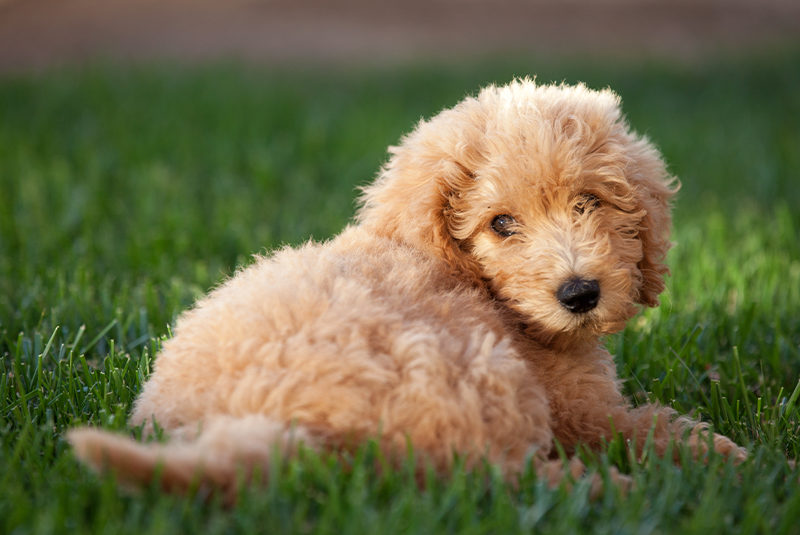 Castrarea: tot ce trebuie să știi