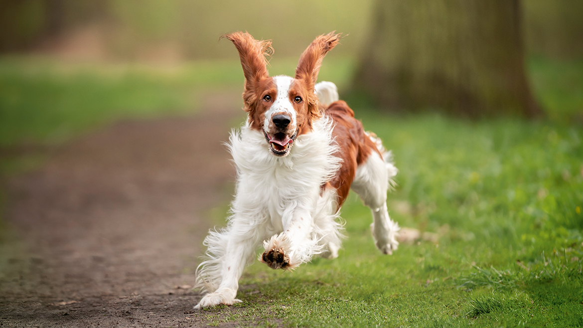 A sosit vremea frumoasă! Pregătiți-vă pentru aventurile în aer liber!