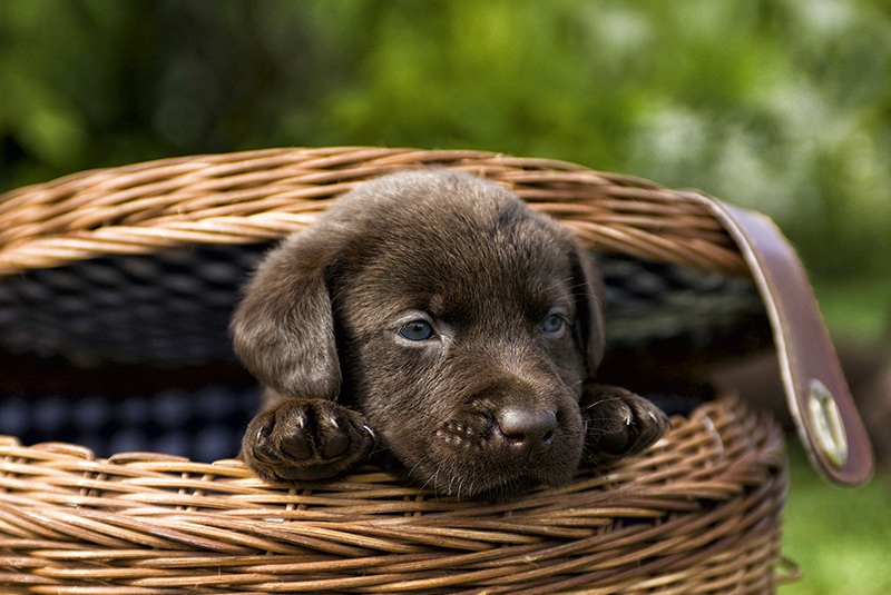 Ura, cățelușul a ajuns acasă!