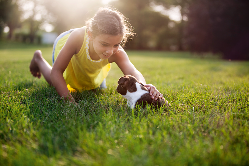 Școala de dresaj: sfaturi și informații privind alegerea