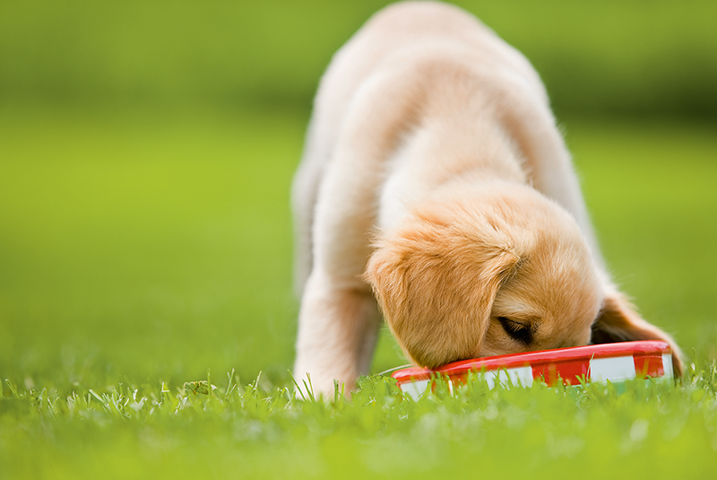 Hrănirea BARF a puilor de câine: începuturile pentru cei mici 