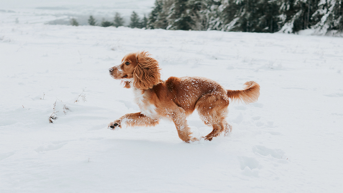 Puii de câine în timpul iernii