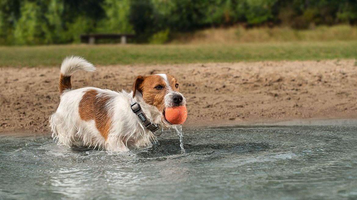 Cu câinele pe malul lacului – la ce trebuie să fim atenți?