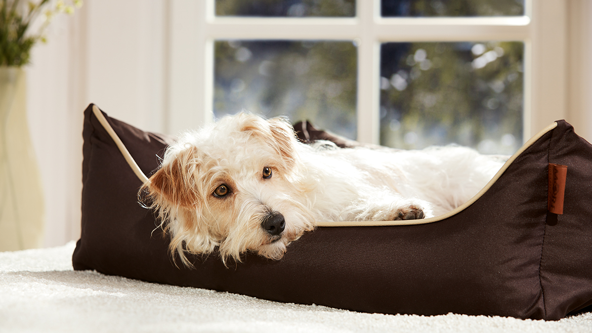 Iarna și blănoșii: 5 sfaturi pentru o îngrijire corectă