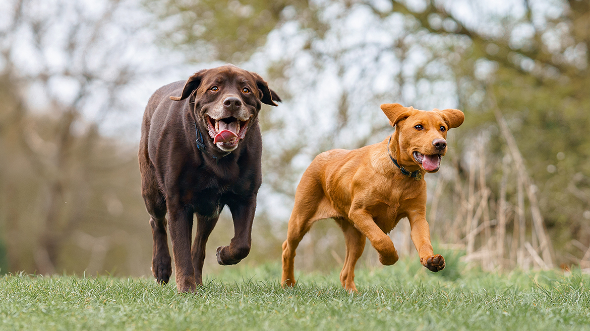 Cum să ajutăm câinele după ce a fost atacat de un alt câine