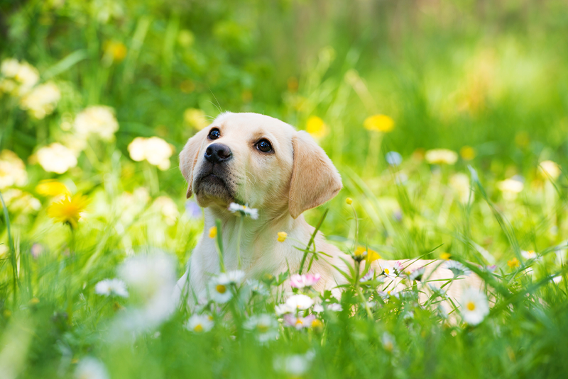 Ura, cățelușul a ajuns acasă!