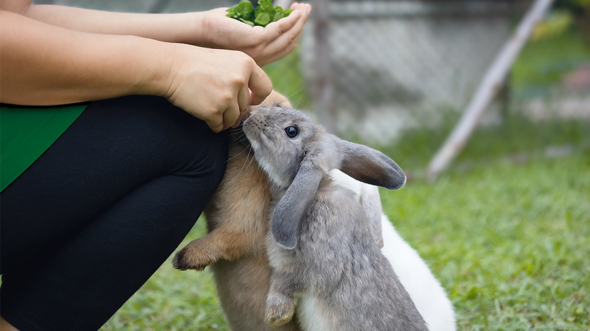 Îngrijirea dentară a iepurașilor