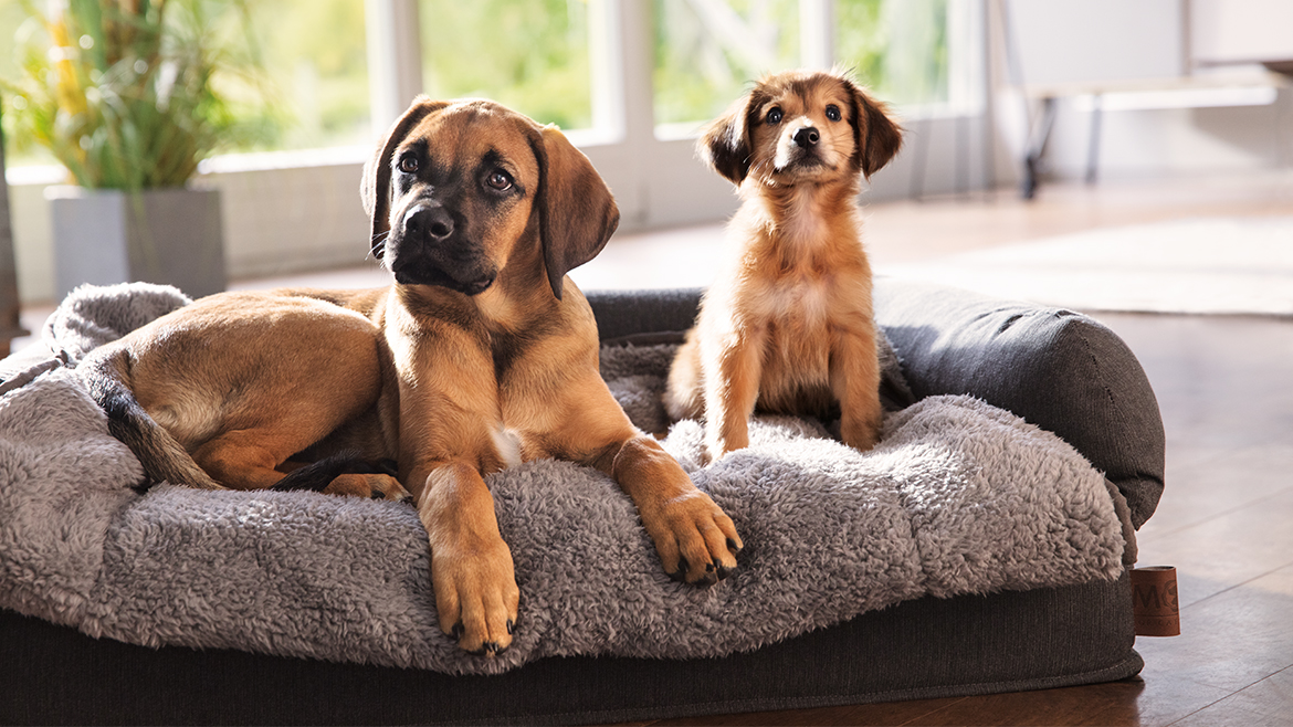 La ce trebuie să fim atenți atunci când schimbăm hrana câinelui nostru?