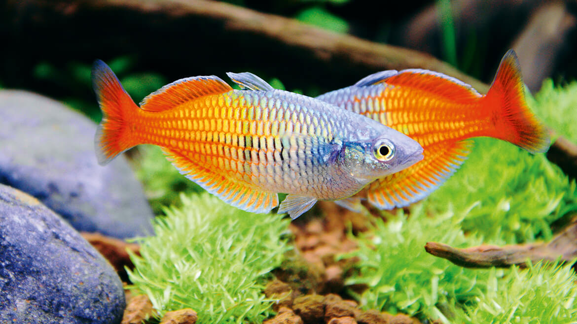 Curățenie de primăvară în acvariu