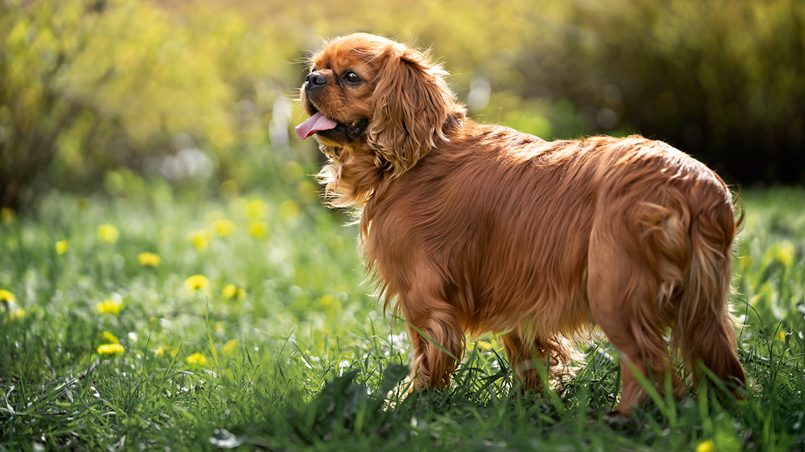 Năpârlirea de primăvară? Iată cum poți ajuta câinele să scape de blana de iarnă