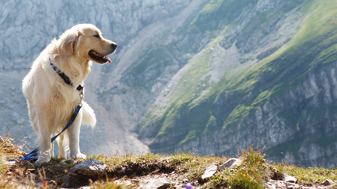 Drumeții cu câinele - la ce trebuie să fim atenți?