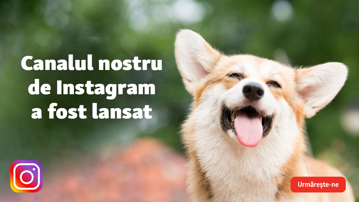 Alătură-te comunității noastre de pe Instagram!