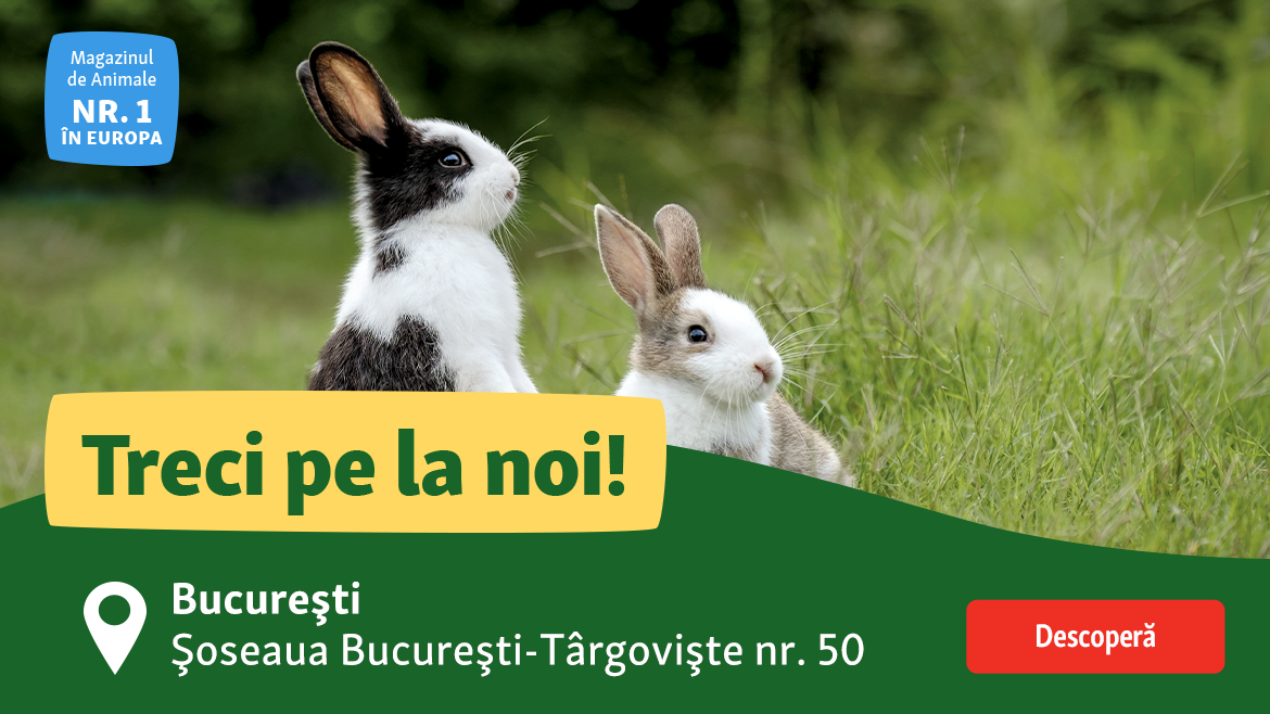 Mogoșoaia, am sosit!