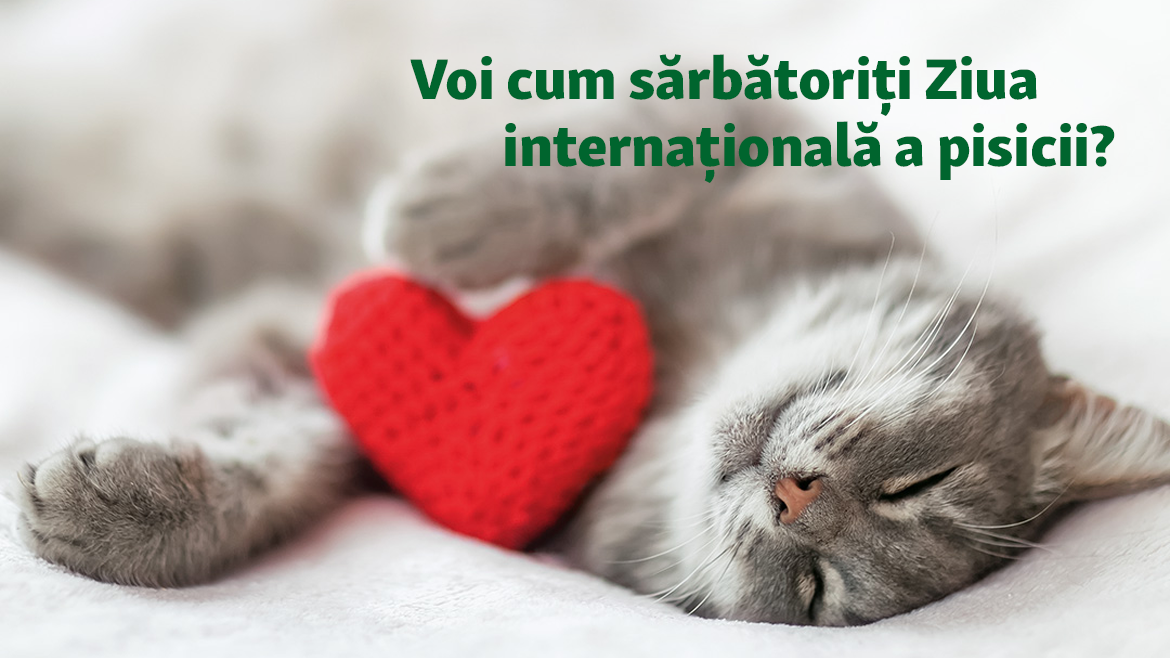 Astăzi sărbătorim Ziua internațională a pisicii!