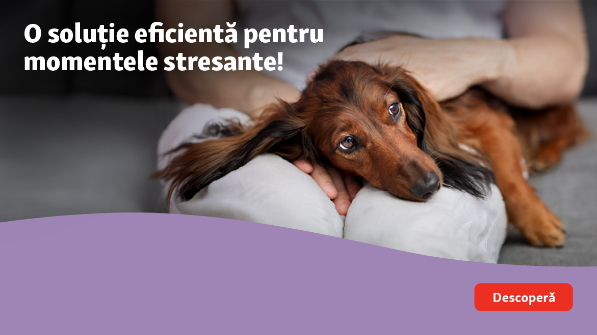 Oferă-i animăluțului tău un Revelion fără stres!