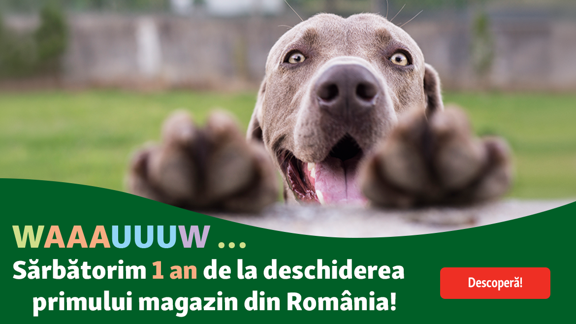 Aniversare specială: am împlinit un an!